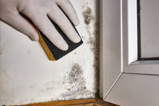 Best Mold Remediation for Healthcare Facilities  in USA